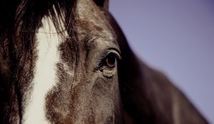 Preview wallpaper horse, eyes, mane