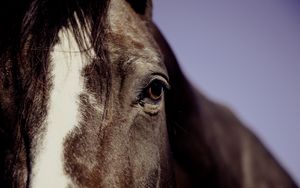 Preview wallpaper horse, eyes, mane