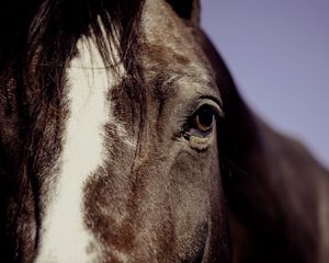 Preview wallpaper horse, eyes, mane