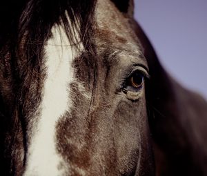 Preview wallpaper horse, eyes, mane