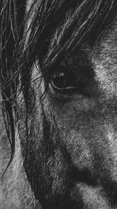 Preview wallpaper horse, eyes, mane, bw