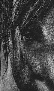 Preview wallpaper horse, eyes, mane, bw