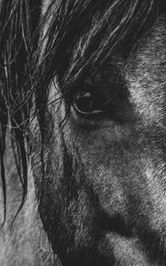 Preview wallpaper horse, eyes, mane, bw