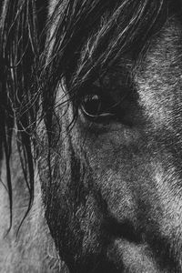 Preview wallpaper horse, eyes, mane, bw