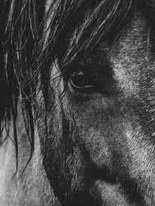 Preview wallpaper horse, eyes, mane, bw