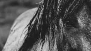 Preview wallpaper horse, eyes, mane, bw