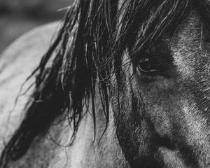 Preview wallpaper horse, eyes, mane, bw