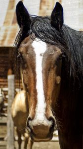 Preview wallpaper horse, face, eyes, mane