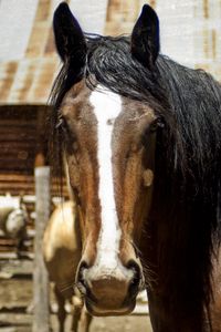 Preview wallpaper horse, face, eyes, mane