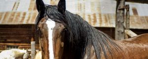 Preview wallpaper horse, face, eyes, mane