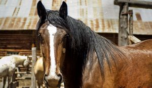 Preview wallpaper horse, face, eyes, mane