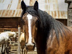 Preview wallpaper horse, face, eyes, mane