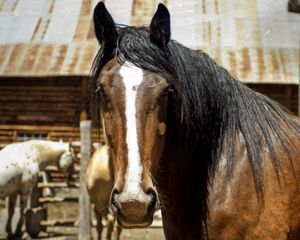 Preview wallpaper horse, face, eyes, mane