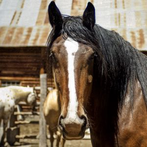 Preview wallpaper horse, face, eyes, mane