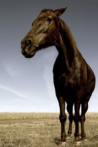 Preview wallpaper horse, face, grass, field