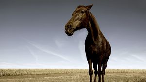 Preview wallpaper horse, face, grass, field