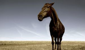 Preview wallpaper horse, face, grass, field