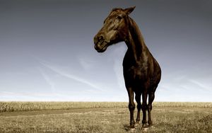 Preview wallpaper horse, face, grass, field