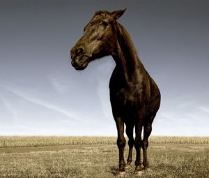 Preview wallpaper horse, face, grass, field