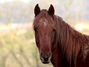 Preview wallpaper horse, face, head, mane