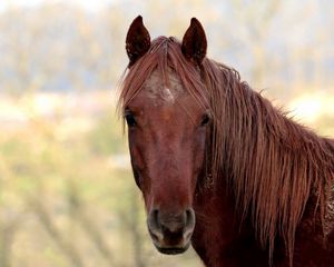 Preview wallpaper horse, face, head, mane