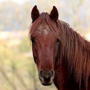 Preview wallpaper horse, face, head, mane