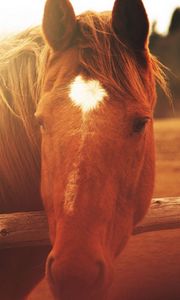 Preview wallpaper horse, face, light, mane