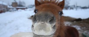 Preview wallpaper horse, face, nose