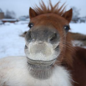 Preview wallpaper horse, face, nose