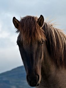 Preview wallpaper horse, face, sky, cloudy