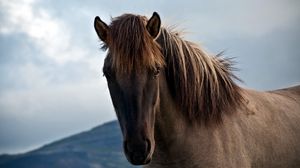 Preview wallpaper horse, face, sky, cloudy