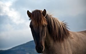 Preview wallpaper horse, face, sky, cloudy