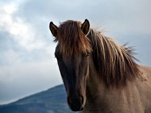 Preview wallpaper horse, face, sky, cloudy