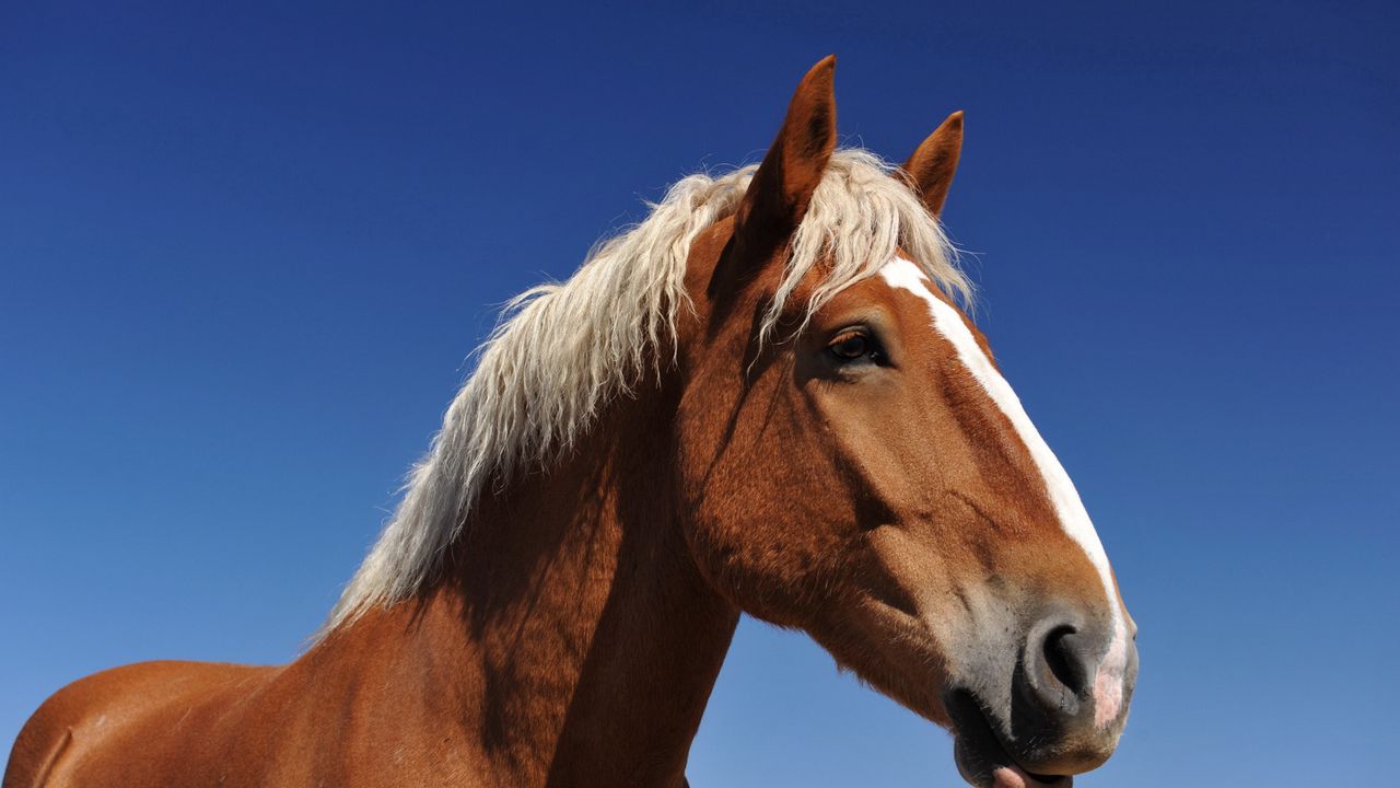 Wallpaper horse, face, sky, background, mane, eyes