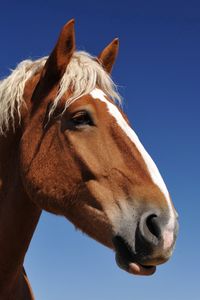 Preview wallpaper horse, face, sky, background, mane, eyes