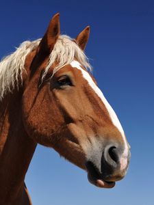 Preview wallpaper horse, face, sky, background, mane, eyes