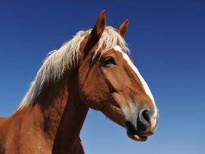 Preview wallpaper horse, face, sky, background, mane, eyes
