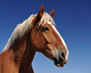 Preview wallpaper horse, face, sky, background, mane, eyes