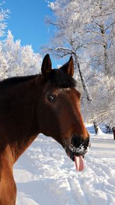 Preview wallpaper horse, face, snow, tongue, winter, nature