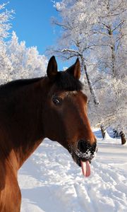 Preview wallpaper horse, face, snow, tongue, winter, nature