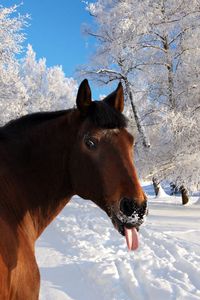 Preview wallpaper horse, face, snow, tongue, winter, nature