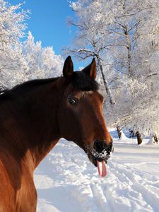 Preview wallpaper horse, face, snow, tongue, winter, nature