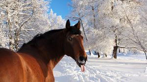 Preview wallpaper horse, face, snow, tongue, winter, nature