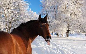 Preview wallpaper horse, face, snow, tongue, winter, nature