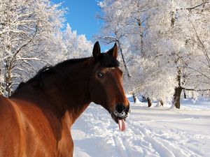 Preview wallpaper horse, face, snow, tongue, winter, nature