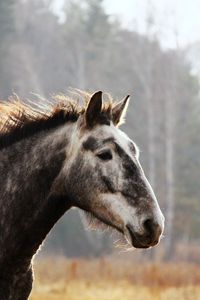 Preview wallpaper horse, face, spotted