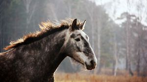 Preview wallpaper horse, face, spotted