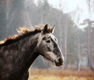 Preview wallpaper horse, face, spotted