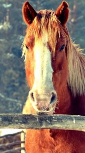 Preview wallpaper horse, fence, face, head, pasture