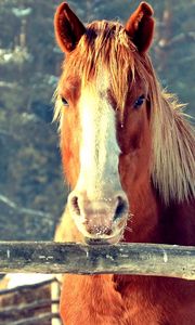 Preview wallpaper horse, fence, face, head, pasture